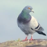 The Rise of the "Slow-cial" Era: How Roost is Turning Digital Communication Back to Nature