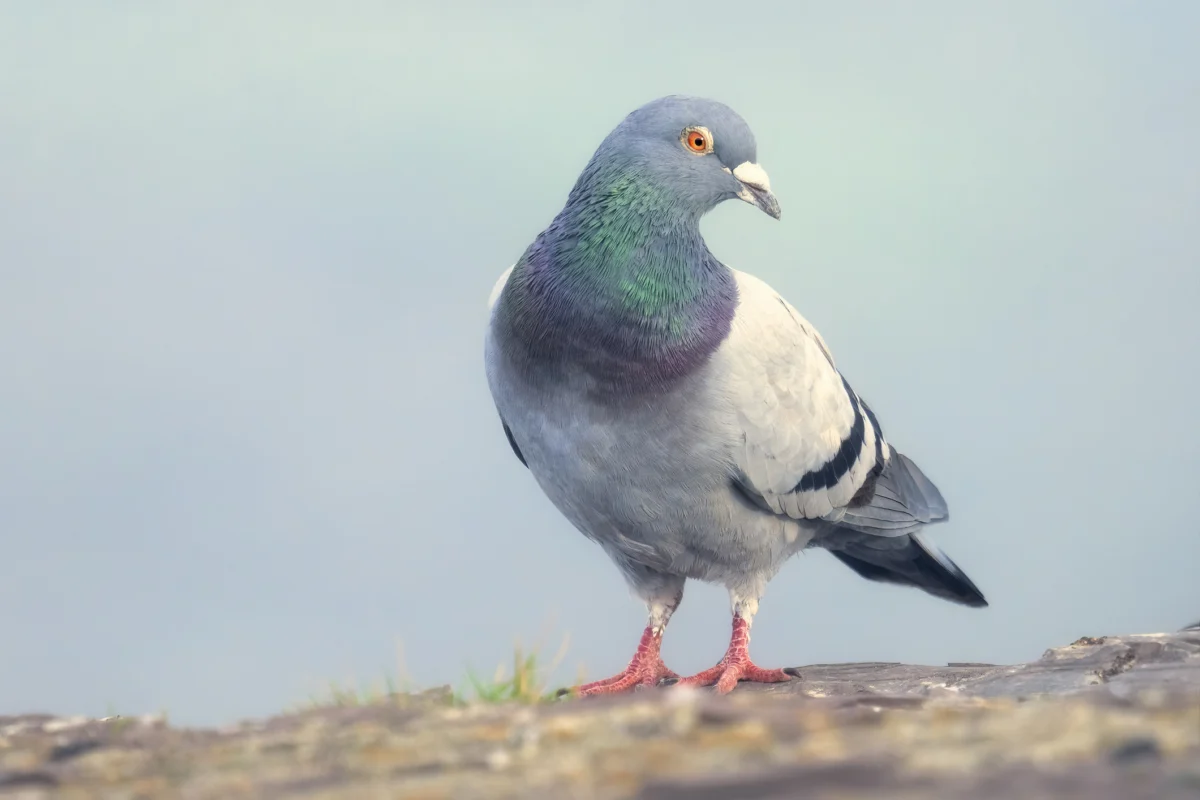 The Rise of the "Slow-cial" Era: How Roost is Turning Digital Communication Back to Nature